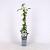 Clematis spooneri Pot 2 Liter