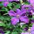 Clematis 'The President' Pot 2 Liter80 - 100 cm