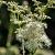 Filipendula vulgaris 'Multiplex' Pot 9 cm
