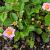Fragaria 'Frel' Pot 9 cm