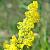 Galium verum Pot 9 cm