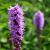Liatris spicata 'Kobold' Pot 9 cm
