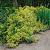 Euonymus jap. 'Ovatus Aureus' Pot 3 Liter 