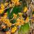 Hamamelis int. 'Aphrodite' Pot 7,5 Liter 80 - 100 cm