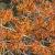 Hamamelis int. 'Orange Beauty' Pot 12 liter 80 - 100 cm