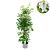Hydrangea petiolaris Pot 7,5 Liter 100 - 125 cm