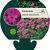 Geranium cinereum subcaulescens Pot 9 cm