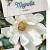 Magnolia stellata Pot 5 Liter 40 - 50 cm