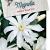 Magnolia st. 'Royal Star' Pot 5 Liter 40 - 50 cm