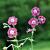 Geranium phaeum Pot 9 cm