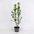Magnolia 'Susan' Pot 25 Liter 100 - 125 cm
