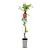 Parthenocissus quinq.engelmannii Pot 2 Liter80 - 100 cm