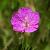Geranium sang. 'Ankum's Pride' Pot 9 cm