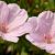 Geranium sang. 'Apfelblute' Pot 9 cm