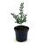 Ruscus aculeatus Pot 1,5 liter