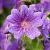 Geranium 'Sirak' Pot 9 cm