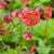 Geum rivale 'Flames of Passion' Pot 9 cm
