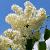 Syringa v. 'Primrose' Pot 5 Liter 60 - 80 cm