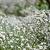 Gypsophila pan. 'Schneeflocke' Pot 9 cm