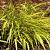 Hakonechloa macra 'All Gold' Pot 9 cm