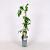 Wisteria sinensis 'Alba' Pot 2 Liter