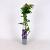 Wisteria sinensis 'Caroline' Pot 2 Liter