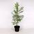Taxodium distichum Pot 12 liter 125 - 150 cm