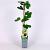 Ficus carica Pot 2 Liter