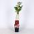 Rubus log. Loganberry Pot 2 Liter