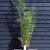 Fargesia robusta 'Campbell' Pot 20 Liter 200 - 225 cm