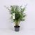 Fargesia robusta 'Pingwu' Pot 5 Liter 60 - 80 cm