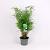 Fargesia rufa Pot 7,5 Liter 80 - 100 cm