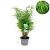 Fargesia rufa Pot 5 Liter 100 - 125 cm