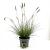 Pennisetum al. 'Hameln' Pot 5 Liter 