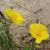 Helianthemum 'Golden Queen' Pot 9 cm