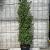 Prunus l. 'Angustifolia' Pot 35 Liter 175 - 200 cm