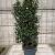 Prunus l. 'Angustifolia' Pot 25 Liter 100 - 125 cm