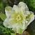 Helleborus o. 'Double Ellen White' Pot 9 cm