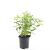 Diervilla lonicera 'Dilon' Pot 1,5 liter