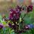 Helleborus o. 'Pretty Ellen Red' Pot 9 cm