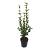 Ligustrum ovalifolium Stam 60 cm