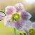 Helleborus o. 'Pretty Ellen White' Pot 9 cm