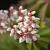 Pieris japonica 'Bonfire' Pot 2 Liter