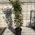 Elaeagnus ebb. 'Compacta' Pot 10 liter 100 - 125 cm