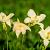 Hemerocallis 'Arctic Snow' Pot 9 cm
