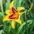 Hemerocallis 'Bonanza' Pot 9 cm