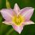 Hemerocallis 'Catherine Woodbury' Pot 9 cm