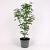 Acer griseum Pot 7,5 Liter 100 - 125 cm