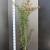 Acer palmatum Pot 7,5 Liter 100 - 125 cm