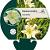 Hemerocallis 'Joan Senior' Pot 9 cm